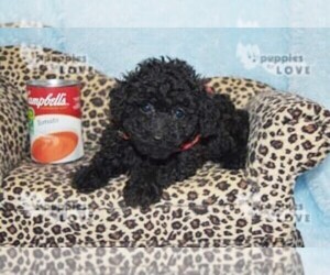 Poodle (Toy) Puppy for sale in SANGER, TX, USA