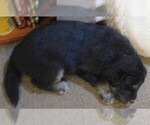 Small Photo #27 Golden Labrador Puppy For Sale in IDAHO SPRINGS, CO, USA
