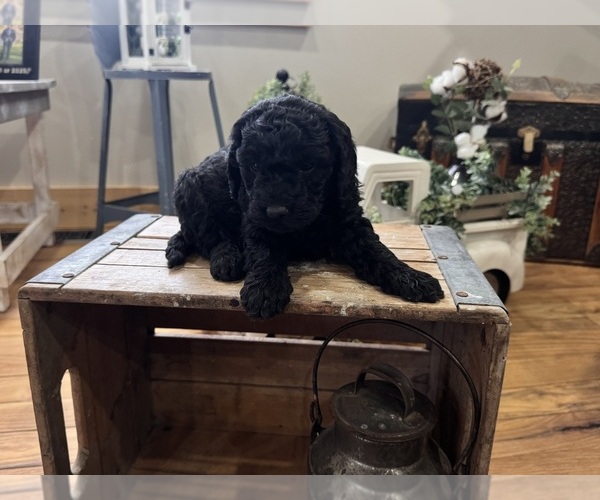Medium Photo #3 Goldendoodle (Miniature) Puppy For Sale in VOLANT, PA, USA