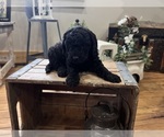 Small #2 Goldendoodle (Miniature)
