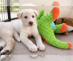 Small Labrador Retriever Mix