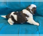 Small Photo #5 Saint Bernard Puppy For Sale in LE MARS, IA, USA