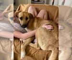MAPLE - Female Labrador Retriever-Unknown Mix Dog for Adoption - Small photo