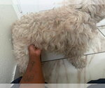 Small #6 Lhasa Apso