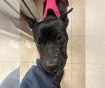 RUSSELL - Male Labrador Retriever-Unknown Mix Dog for Adoption - Small photo