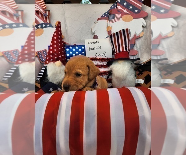 Medium Photo #18 Labrador Retriever Puppy For Sale in BUFFALO, NY, USA