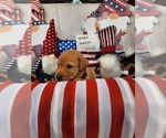 Small Photo #18 Labrador Retriever Puppy For Sale in BUFFALO, NY, USA