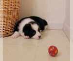 Small #5 Border Collie