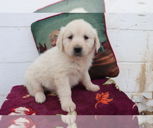 English Cream Golden Retriever Puppy for sale in SHILOH, OH, USA