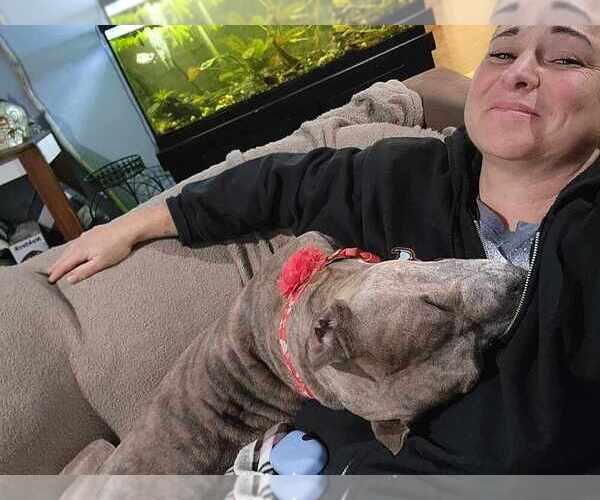 Medium Photo #6 American Pit Bull Terrier-American Staffordshire Terrier Mix Puppy For Sale in Wenonah, NJ, USA