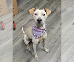 Labrador Retriever-Unknown Mix Dogs for adoption in Lakewood, CO, USA