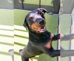 Small #1 Rottweiler