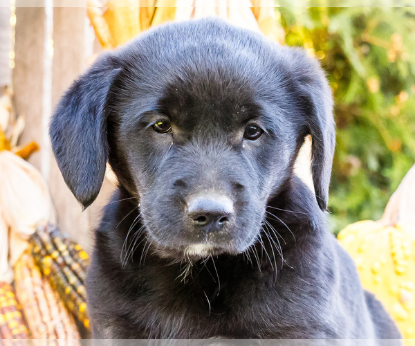 Medium Photo #3 Golden Retriever-Pembroke Welsh Corgi Mix Puppy For Sale in WAKARUSA, IN, USA