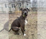 Small #2 Staffordshire Bull Terrier Mix