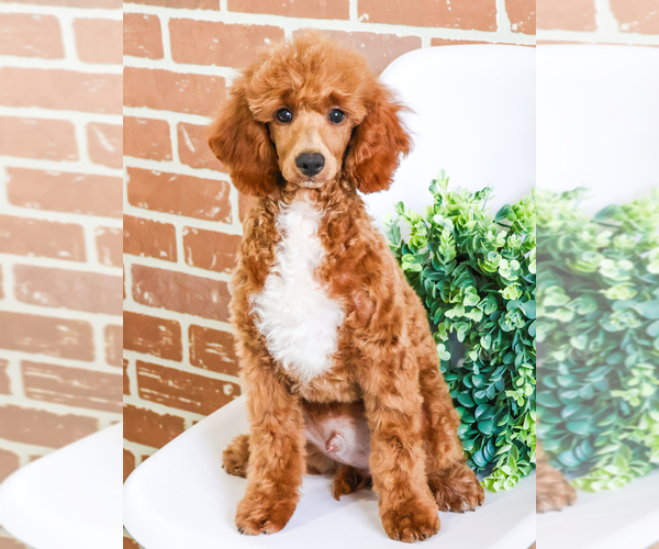 Medium Photo #5 Poodle (Toy) Puppy For Sale in SYRACUSE, IN, USA