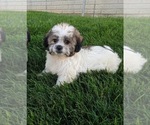 Small Photo #1 Zuchon Puppy For Sale in FREDERICKSBURG, OH, USA