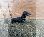 Small Photo #1 Dachshund Puppy For Sale in GREENWOOD, WI, USA