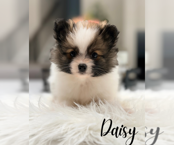 Medium Photo #2 Pomeranian Puppy For Sale in ADDISON, IL, USA