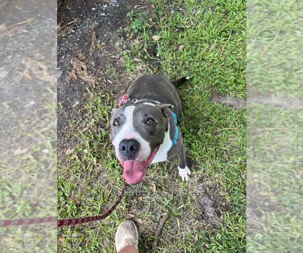 Medium Photo #2 American Pit Bull Terrier-Unknown Mix Puppy For Sale in Oakhurst, NJ, USA