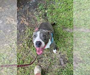 Gabriel - profesional couch companion - Male American Pit Bull Terrier-Unknown Mix Dog for Adoption - Photo #2