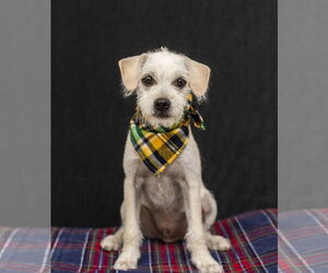Medium Poodle (Miniature) Mix