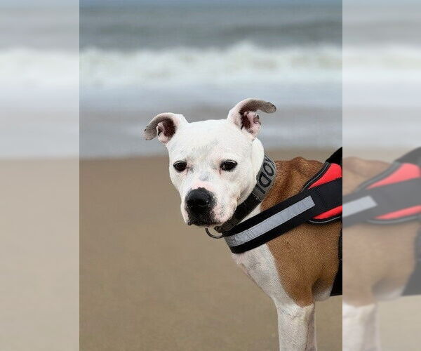 Medium Photo #13 American Pit Bull Terrier-Unknown Mix Puppy For Sale in Virginia Beach, VA, USA
