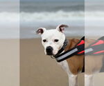 Small #12 American Pit Bull Terrier Mix