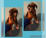 Small Photo #2 Great Dane Puppy For Sale in WINSTON-SALEM, NC, USA