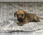 Small Dachshund Mix