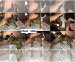 Small Photo #4 Boxer Puppy For Sale in BISMARCK, AR, USA