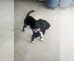 Small #5 Mutt