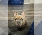 Small French Bulldog