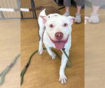 Small #4 American Pit Bull Terrier Mix