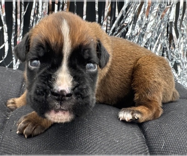 Medium Photo #4 Boxer Puppy For Sale in PAWNEE CITY, NE, USA