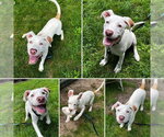 Small Treeing Walker Coonhound Mix