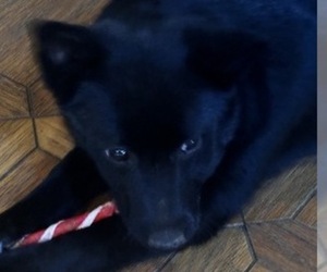 Schipperke Puppy for sale in CARROLLTON, GA, USA