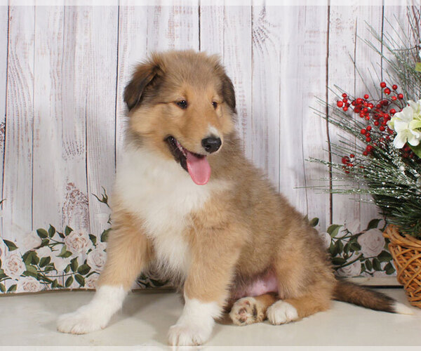 Medium Photo #1 Collie Puppy For Sale in PENNS CREEK, PA, USA