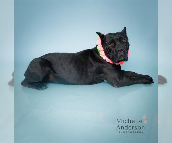 Medium Photo #1 Mastiff-Unknown Mix Puppy For Sale in Corona, CA, USA