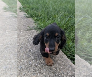 Dachshund Puppy for sale in BOYLESTON, IN, USA