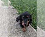 Image preview for Ad Listing. Nickname: Rocky