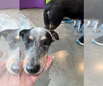 Small Photo #2 Rat Terrier-Unknown Mix Puppy For Sale in Houston, TX, USA