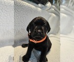 Puppy Orange Labrador Retriever
