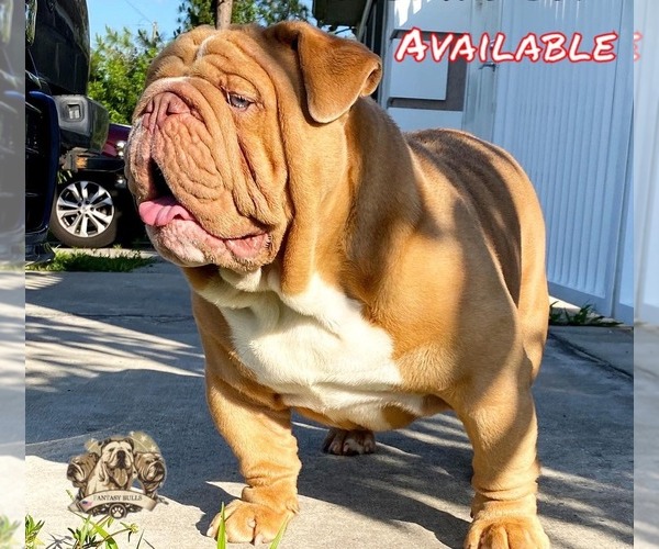 Full screen Photo #1 Bulldog Puppy For Sale in LEHIGH ACRES, FL, USA