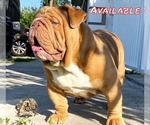Small Photo #1 Bulldog Puppy For Sale in LEHIGH ACRES, FL, USA