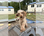 Small #1 Poodle (Miniature)