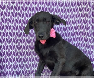 Labrador Retriever Puppy for sale in LANCASTER, PA, USA