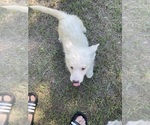 Small #20 Siberian Husky
