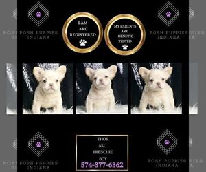 Medium French Bulldog