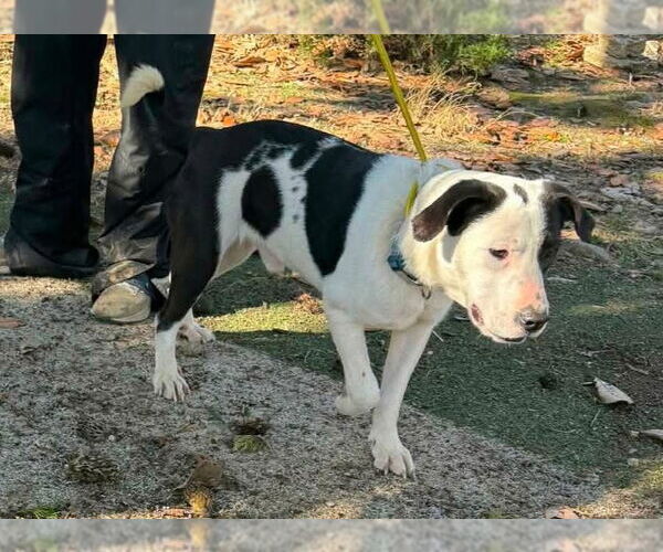 Medium Photo #3 Labrador Retriever-Unknown Mix Puppy For Sale in Alexander, AR, USA