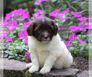 Poodle (Miniature)-Portuguese Water Dog Mix Puppy for sale in FREDERICKSBG, OH, USA